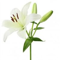 فروشگاه گل لی لی لند